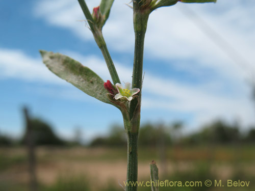 Polygonum bowenkampiiの写真