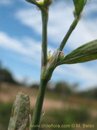 Фотография Polygonum bowenkampii (). Щелкните, чтобы увеличить вырез.