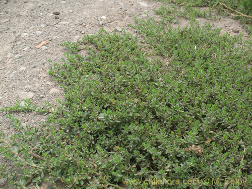 Polygonum bowenkampii의 사진