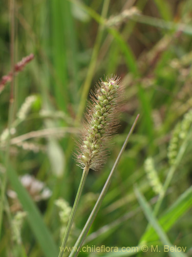 Poaceae sp. #3055の写真