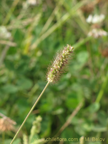 Poaceae sp. #3055の写真