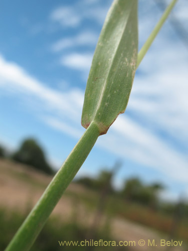 Poaceae sp. #3055的照片