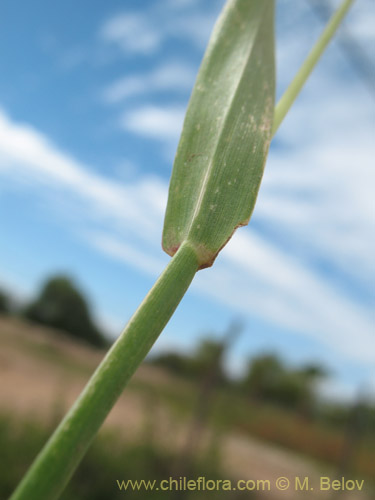 Image of Poaceae sp. #3055 (). Click to enlarge parts of image.