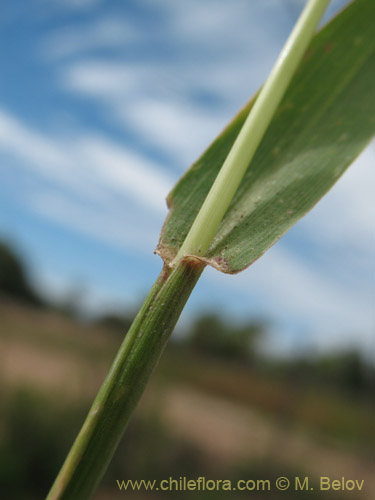 Bild von Poaceae sp. #3055 (). Klicken Sie, um den Ausschnitt zu vergrössern.