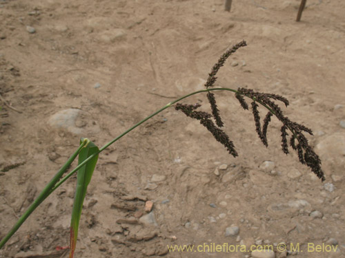 Imágen de Poaceae sp. #2178 (). Haga un clic para aumentar parte de imágen.