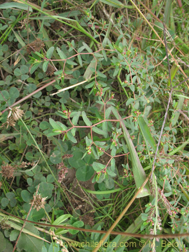 Bild von Euphorbia platyphyllos (Pichoga / Pichoa). Klicken Sie, um den Ausschnitt zu vergrössern.