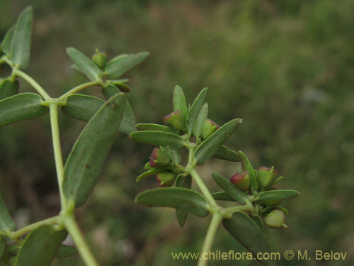 Euphorbia platyphyllosの写真
