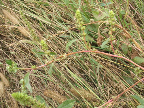 Bild von Amaranthus sp. #1812 (). Klicken Sie, um den Ausschnitt zu vergrössern.