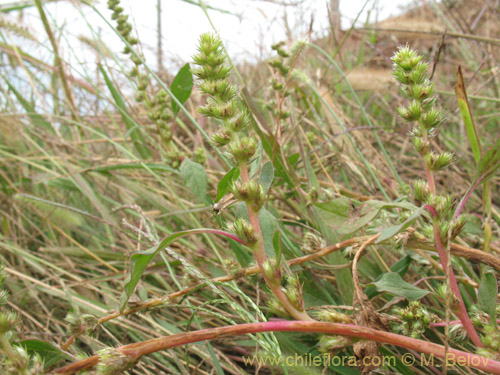 Amaranthus sp. #1812의 사진