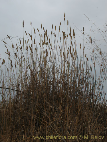 Фотография Poaceae sp. #2176 (). Щелкните, чтобы увеличить вырез.