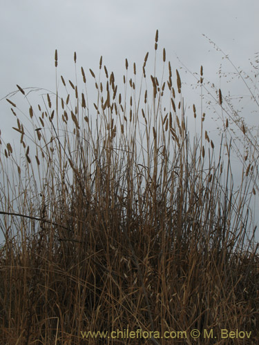 Imágen de Poaceae sp. #2176 (). Haga un clic para aumentar parte de imágen.