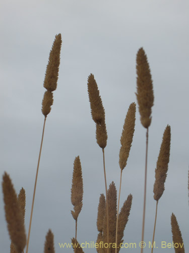 Image of Poaceae sp. #2176 (). Click to enlarge parts of image.