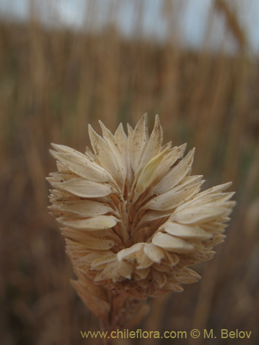 Poaceae sp. #2176の写真