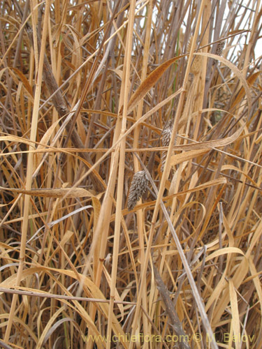 Imágen de Poaceae sp. #2176 (). Haga un clic para aumentar parte de imágen.