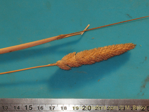 Poaceae sp. #2176的照片
