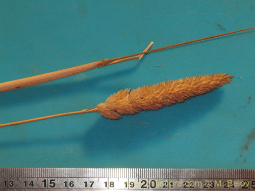 Poaceae sp. #2176의 사진