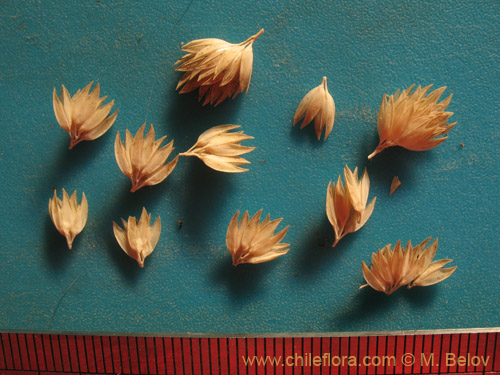 Image of Poaceae sp. #2176 (). Click to enlarge parts of image.