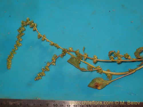 Image of Amaranthus sp. #1812 (). Click to enlarge parts of image.