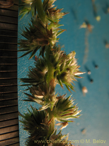 Imágen de Amaranthus sp. #1812 (). Haga un clic para aumentar parte de imágen.