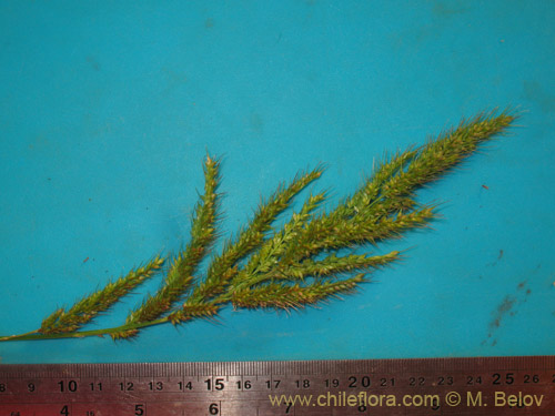 Poaceae sp. #3054的照片