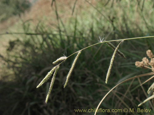 Imágen de Paspalum dilatum (). Haga un clic para aumentar parte de imágen.