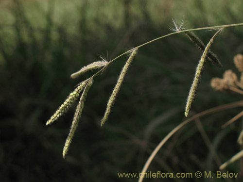 Фотография Paspalum dilatum (). Щелкните, чтобы увеличить вырез.