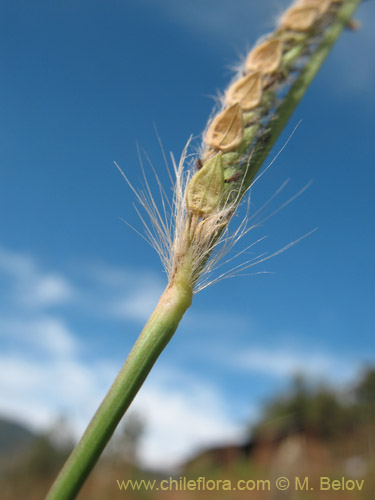 Paspalum dilatum의 사진