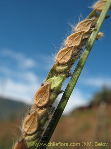 Image of Paspalum dilatum (). Click to enlarge parts of image.