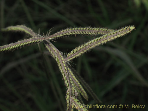 Imágen de Paspalum dilatum (). Haga un clic para aumentar parte de imágen.