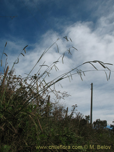 Image of Paspalum dilatum (). Click to enlarge parts of image.