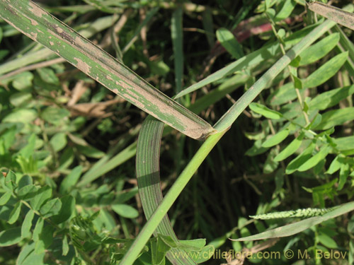 Paspalum dilatum的照片