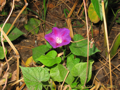 Image of Ipomoea purpurea (Gloria de la mañana / manto de María / don Diego de día / campanilla morada). Click to enlarge parts of image.