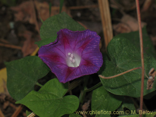 Imágen de Ipomoea purpurea (Gloria de la mañana / manto de María / don Diego de día / campanilla morada). Haga un clic para aumentar parte de imágen.