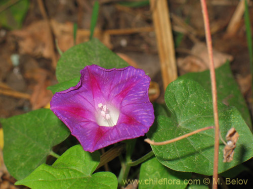 Ipomoea purpurea의 사진