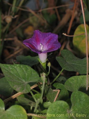 Imágen de Ipomoea purpurea (Gloria de la mañana / manto de María / don Diego de día / campanilla morada). Haga un clic para aumentar parte de imágen.