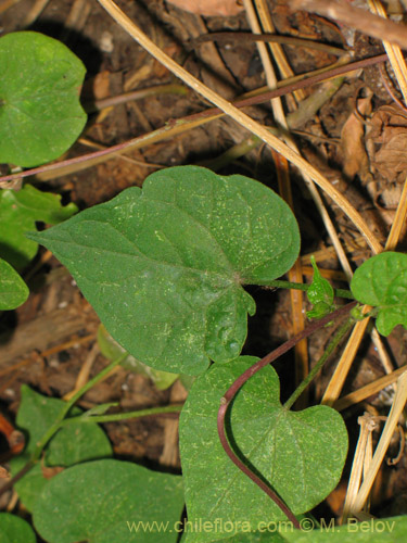 Imágen de Ipomoea purpurea (Gloria de la mañana / manto de María / don Diego de día / campanilla morada). Haga un clic para aumentar parte de imágen.