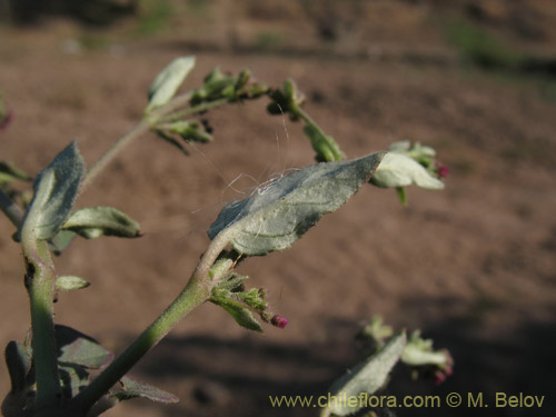 Image of Boerhaavia sp. #1818 (). Click to enlarge parts of image.