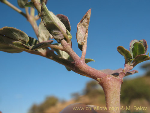 Image of Boerhaavia sp. #1818 (). Click to enlarge parts of image.