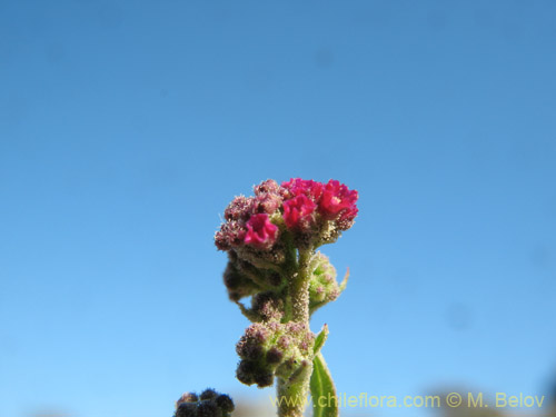 Bild von Boerhaavia sp. #1818 (). Klicken Sie, um den Ausschnitt zu vergrössern.