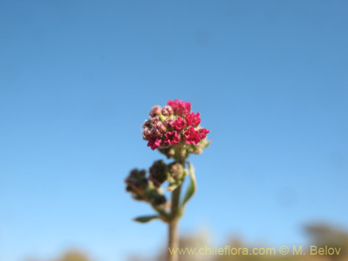 Bild von Boerhaavia sp. #1818 (). Klicken Sie, um den Ausschnitt zu vergrössern.