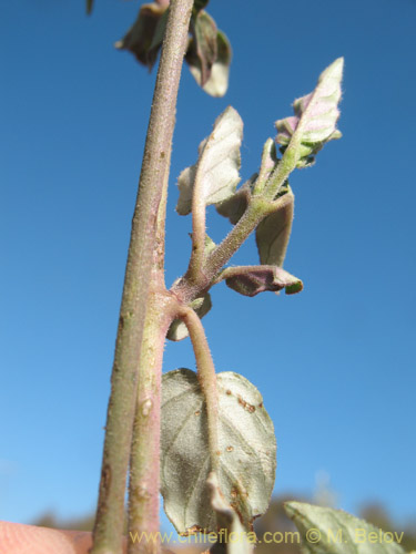 Bild von Boerhaavia sp. #1818 (). Klicken Sie, um den Ausschnitt zu vergrössern.