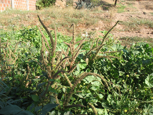 Bild von Amaranthus retroflexus (Moco de Pavo / Bledo / Penacho). Klicken Sie, um den Ausschnitt zu vergrössern.