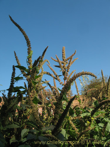 Imágen de Amaranthus retroflexus (Moco de Pavo / Bledo / Penacho). Haga un clic para aumentar parte de imágen.