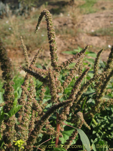 Imágen de Amaranthus retroflexus (Moco de Pavo / Bledo / Penacho). Haga un clic para aumentar parte de imágen.