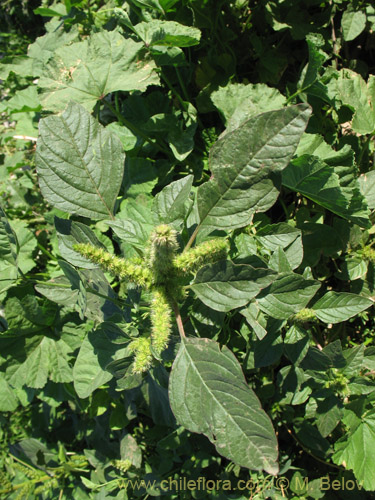 Imágen de Amaranthus retroflexus (Moco de Pavo / Bledo / Penacho). Haga un clic para aumentar parte de imágen.