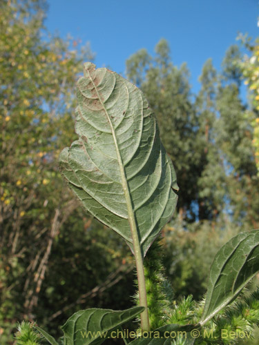 Image of Amaranthus retroflexus (Moco de Pavo / Bledo / Penacho). Click to enlarge parts of image.