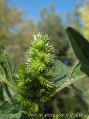 Image of Amaranthus retroflexus (Moco de Pavo / Bledo / Penacho). Click to enlarge parts of image.