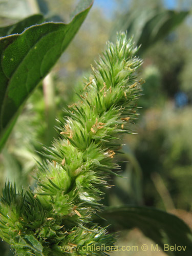 Image of Amaranthus retroflexus (Moco de Pavo / Bledo / Penacho). Click to enlarge parts of image.