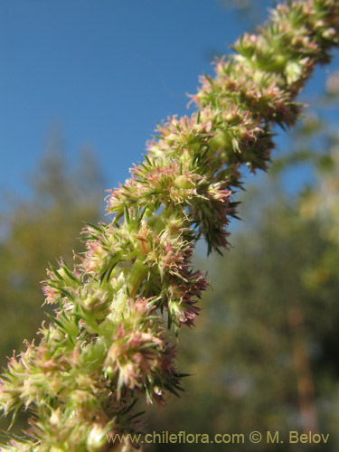 Image of Amaranthus retroflexus (Moco de Pavo / Bledo / Penacho). Click to enlarge parts of image.