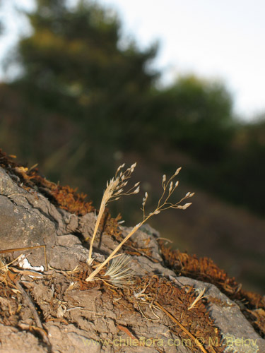 Фотография Eragrostis virescens (). Щелкните, чтобы увеличить вырез.